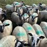 Hoggets Image 2