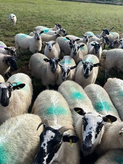 Hoggets