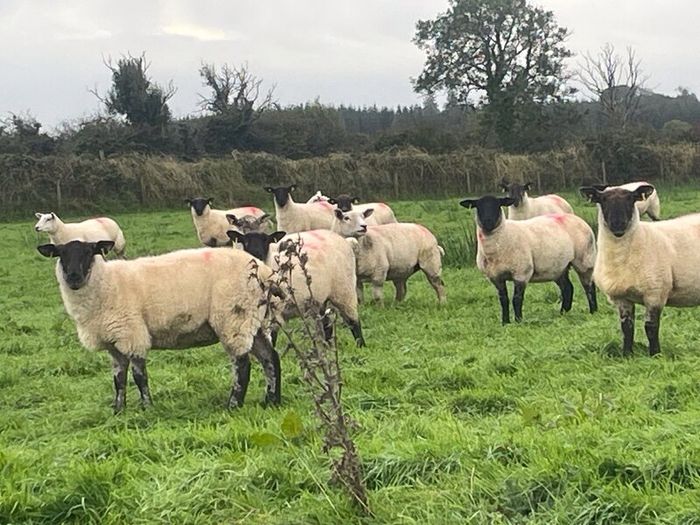 Hogget Ewes for sale, ideal for breeding