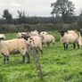 Hogget Ewes for sale, ideal for breeding Image 6