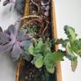 Indoor succulents with ceramic pot Image 2