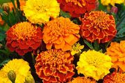 (M) Marigold Primo Mix seeds 0.5g (415205)