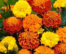 (M) Marigold Primo Mix seeds 0.5g (415205)