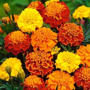 (M) Marigold Primo Mix seeds 0.5g (415205)
