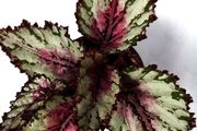 Begonia