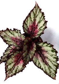 Begonia
