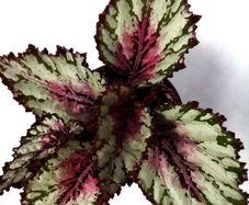 Begonia