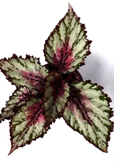 Begonia