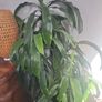 dracaena Elegans Image 3