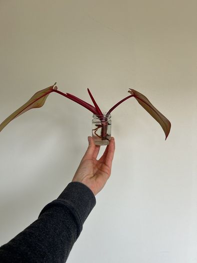 Philodendron Painted Lady