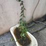 Solanum crispum  Chilean Potato Vine Image 3