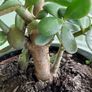 house plant Image 3