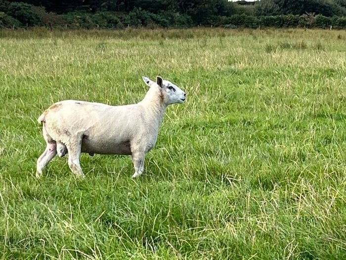 Blue Leicester Texel Cross Hogget Ram