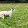 Blue Leicester Texel Cross Hogget Ram Image 5
