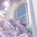 LavenderShop