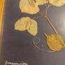 Set 2 Vintage Authentic Botanical Press Flowers Framed Wall Folk Art Image 3