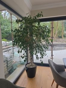 Benjamin Ficus Indoor Plant About 8ft High For Sale in Castleknock ...