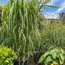 miscanthus giganteus - ornamental grass Image 4