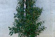 Portuguese Laurel 5-6ft Free Delivery