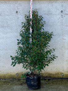 Portuguese Laurel 5-6ft Free Delivery