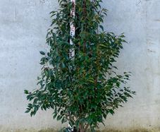 Portuguese Laurel 5-6ft Free Delivery
