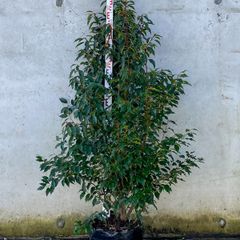 Portuguese Laurel 5-6ft Free Delivery