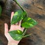 Golden pathos house plant Image 3