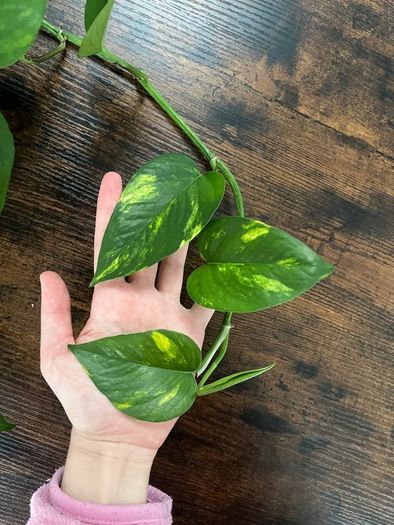 Golden pathos house plant