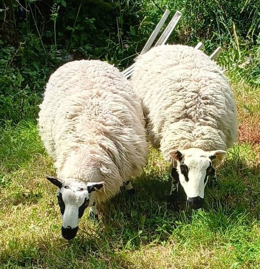 Excellent Kerryhill Hogget rams for sale