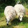 Excellent Kerryhill Hogget rams for sale Image 10