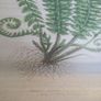 Canvas & Wood Holly Fern Print Image 2
