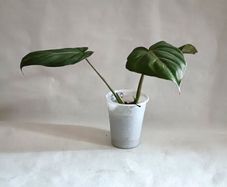Philodendron Gloriosum