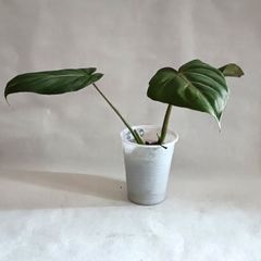 Philodendron Gloriosum