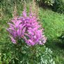 astilbe - pink white and red varieties Image 2