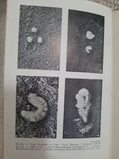 Vintage book 'British Beetles - Their Home and Habits' by Norman H. Joy