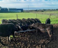 Cattle