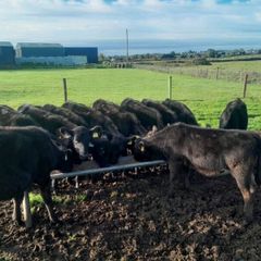 Cattle