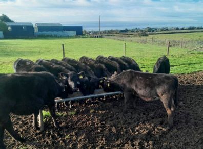 Cattle