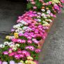(D) Livingstone Daisy Seeds 0.2g (415083) Image 4