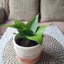 Beautiful Sansevieria Hahnii in decorative pot Image 7