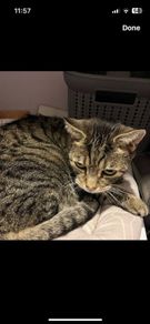 cat rehoming