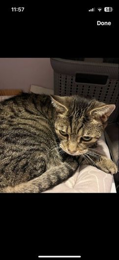 cat rehoming
