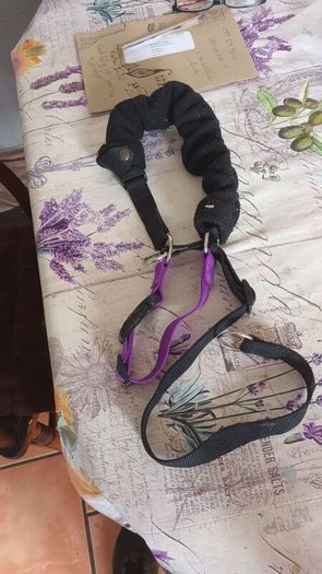 Dog harness