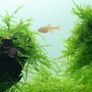 Taxiphyllum barbieri 'Bogor Moss' Image 2