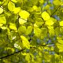 6 beech trees Image 2