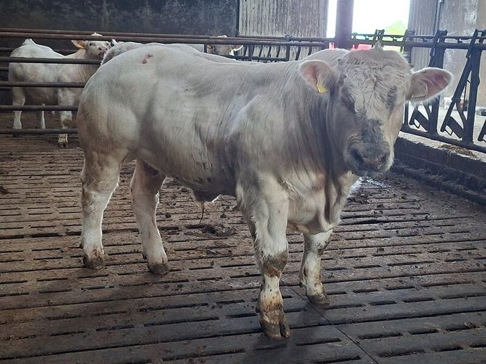 Pedigree Charolais Bull 5 Stars