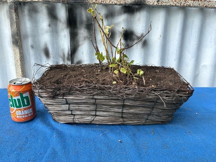 Wicker window box with ivy shrub