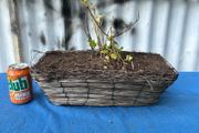 Wicker window box with ivy shrub