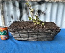 Wicker window box with ivy shrub
