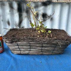 Wicker window box with ivy shrub